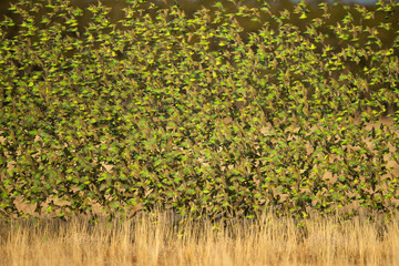 A large flock of budgerigars above dry grass in western New South Wales