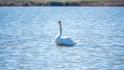 Graceful white Swan swimming in the lake, swans in the wild