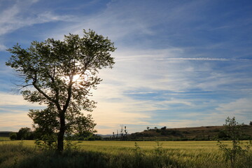 Árbol a contraluz