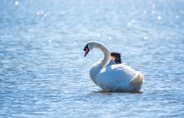 Fototapeta na wymiar Graceful white Swan swimming in the lake, swans in the wild