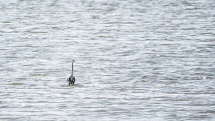 The gray heron stands in the lake