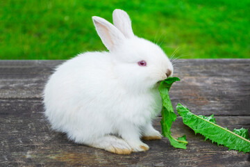 White bunny rabbit outdoors. Little, cute, sit and eat leav in garden.