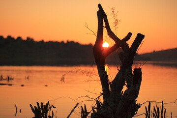 Tronco en el pantano al atardecer