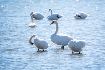 Fototapeta premium Graceful white Swans swimming in the lake, swans in the wild