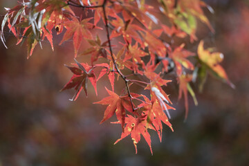 もみじの葉