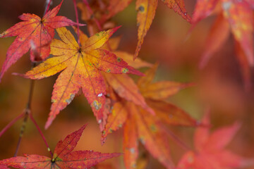 もみじの葉