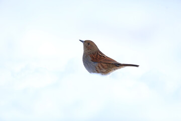 Japanese accentor (Prunella rubida) in Japan