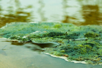 green moss in the lake