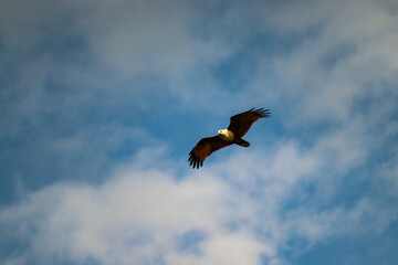 eagle in flight