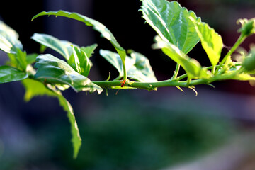 close up of  a leaf
