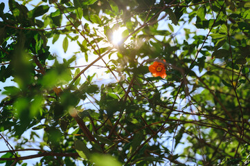 Orange flowers among the branches and green leaves with light from the sun shining through in background.