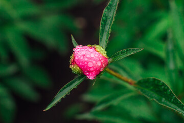 Bud of a pink peony with rain drops on the petals