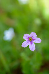 Purple wild flower blooming in natural habitat