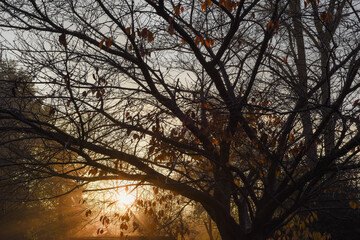 Rays of sunshine shine through tree branches on a winter morning at sunrise