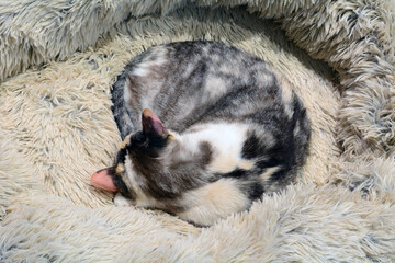 Dilute calico cat curled up and sleeping in soft warm fuzzy cat bed