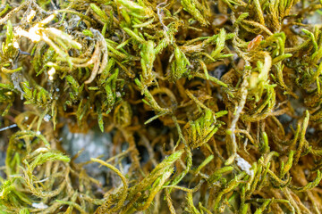 Super detailed macro close up of Moss