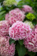 pink hydrangea flowers