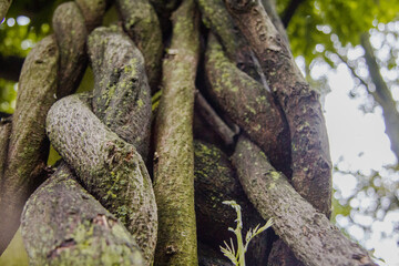 tree roots in the forest