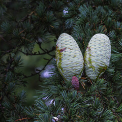 Pine Tree with cones