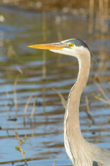 Great blue Heron portrait in natural habitat