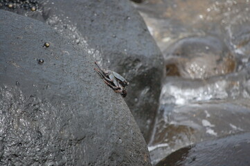 Thin Shelled Black Crab