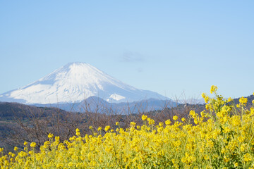Mt. Fuji overlooking rape blossoms from Mt. Azuma
