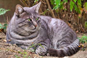 Naklejka na ściany i meble Grey striped country cat. Pet. Shooting in nature. Front view. Portret