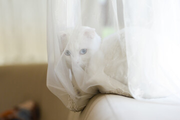 Fototapeta na wymiar Blue-eyed white kitten hides under the tulle net curtain
