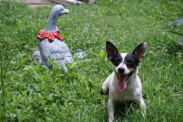 Fototapeta premium jack russell terrier playing in the grass