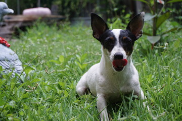 jack russell terrier playing in the grass