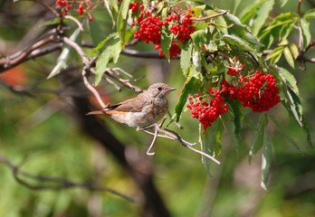 A young redstart (Phoenicurus phoenicurus) sits on a red elderberry bush on a summer morning. Western Siberia. Russia.