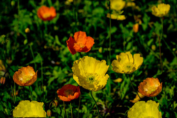 Obraz premium 別府湾のポピー