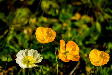 Obraz premium 別府湾のポピー