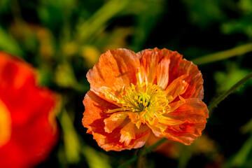 別府湾のポピー