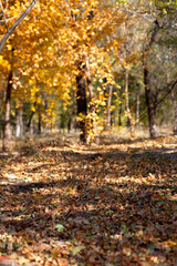 Northern golden autumn woods and fallen yellow leaves