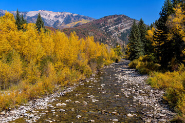 Fototapeta na wymiar Autumn Mountain Creek - Colorful Autumn view of Anthracite Creek, running along Kebler Pass, near Crested Butte, Colorado, USA.