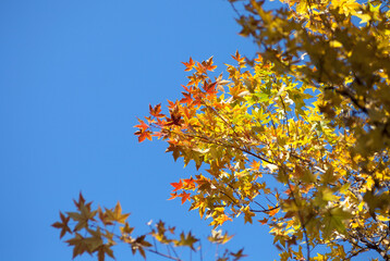 Yellow leaves on branches under blue sky in autumn