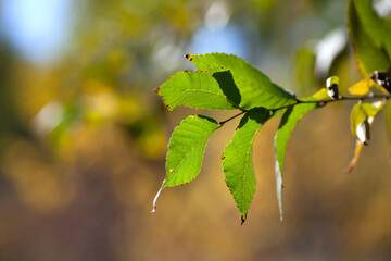 Autumn elm leaves