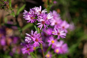 Unknown purple flower