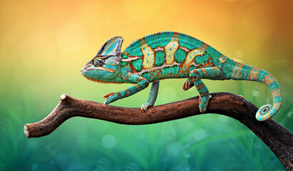 The Chameleon Perches on the wood With Gradation Color of background, Reptile Walpaper, Animal Photo