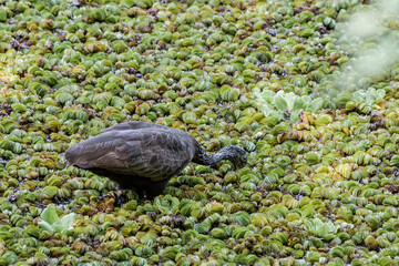 Limpkin (Aramus guarauna) in park, Buenos Aires, Argentina