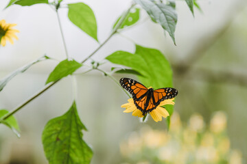 Fototapeta na wymiar Monarch butterfly standing on the leaves of a tree with its wings outstretched with orange flowers - butterfly in its natural habitat