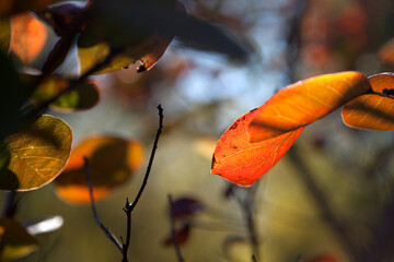 Northern autumn leaves
