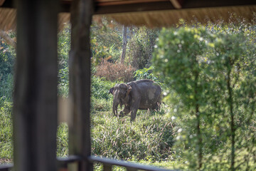 An elephant is walking in the green nature. View from the hotel balcony. Weekend, travel, and Holliday concept