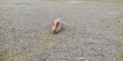 日本の広島県大久野島、別名うさぎ島