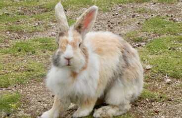 日本の広島県大久野島、別名うさぎ島