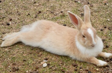 日本の広島県大久野島、別名うさぎ島
