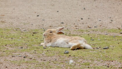 日本の広島県大久野島、別名うさぎ島
