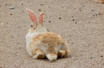 日本の広島県大久野島、別名うさぎ島