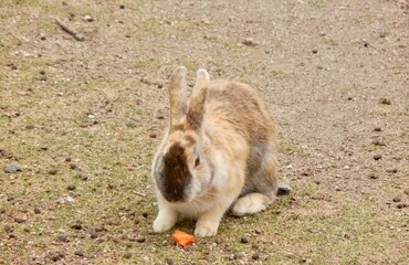 日本の広島県大久野島、別名うさぎ島